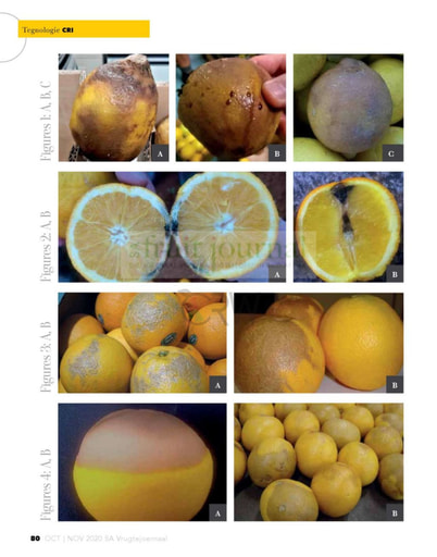Getting to know your citrus postharvest diseases
