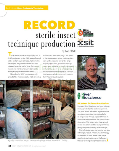 Record sterile insect technique production