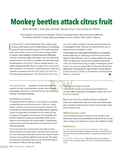 Monkey beetles attack citrus fruit